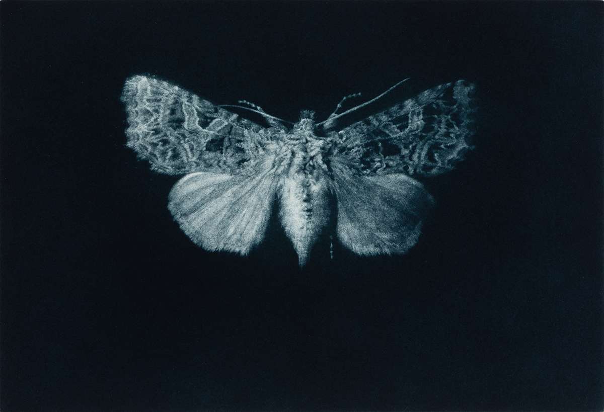 8 Sarah Gillespie^Campion Moth^Mezzotint^3800x2800^538265 copy